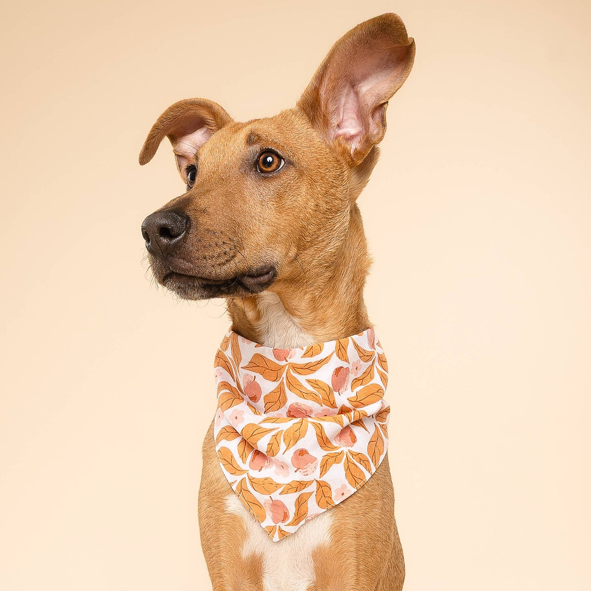 Apple Crisp Dog Bandana