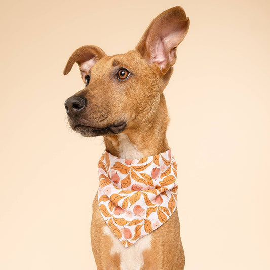 Apple Crisp Dog Bandana