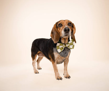 Bow Tie - Checkmate