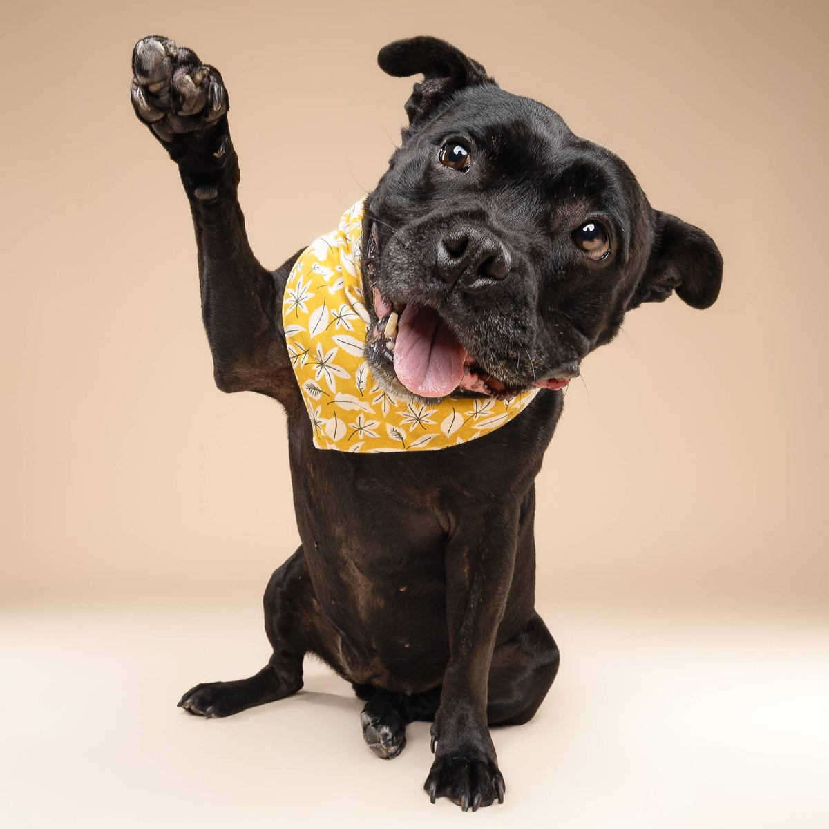 Golden Fall Leaves Dog Bandana