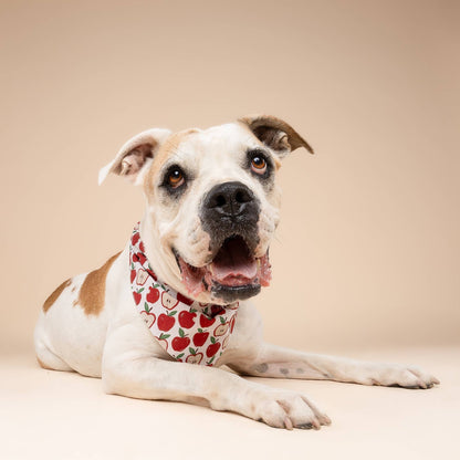 Orchard Dog Bandana