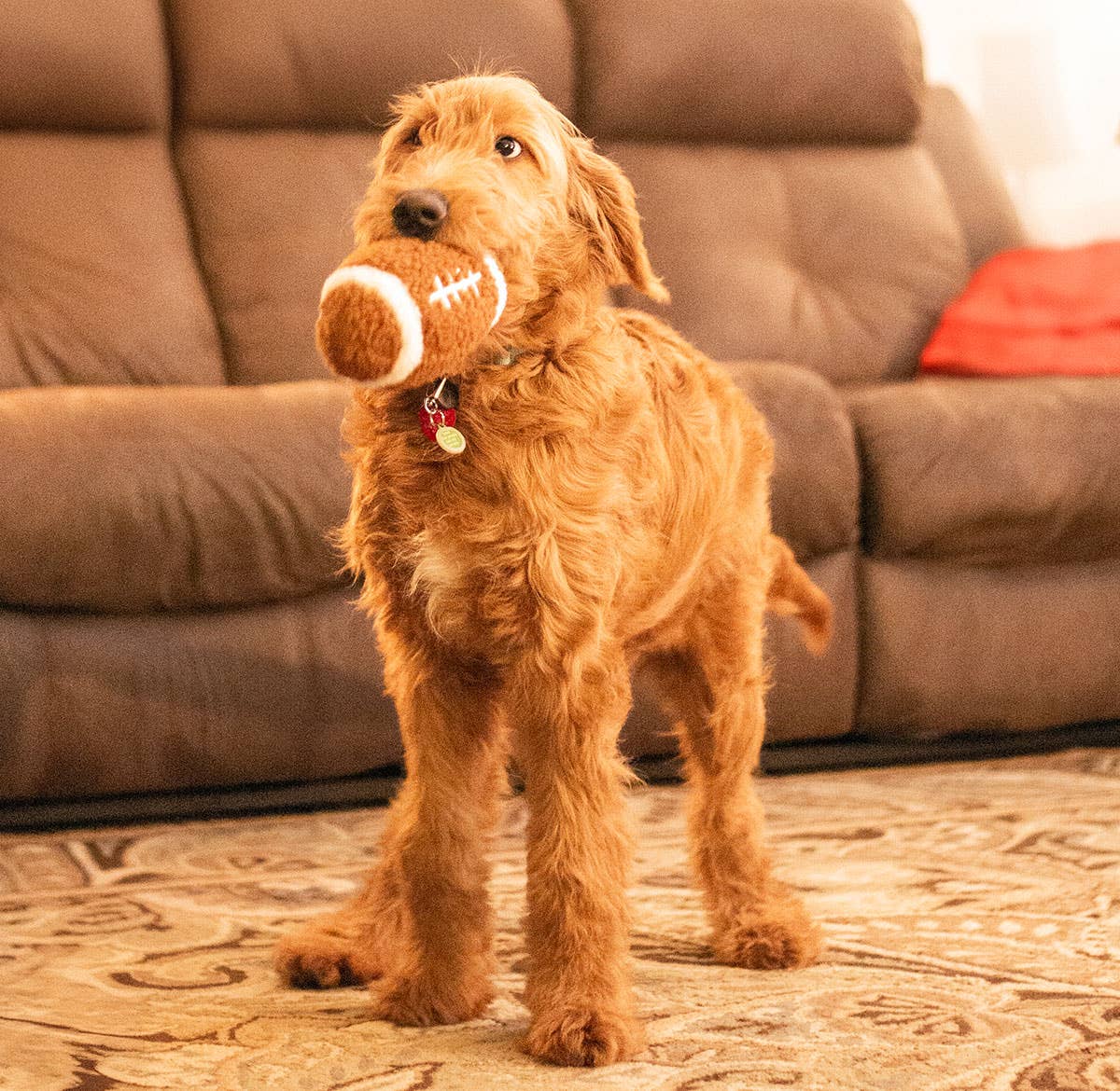 ThoozyPet Football Plush Dog Toy 6.5"