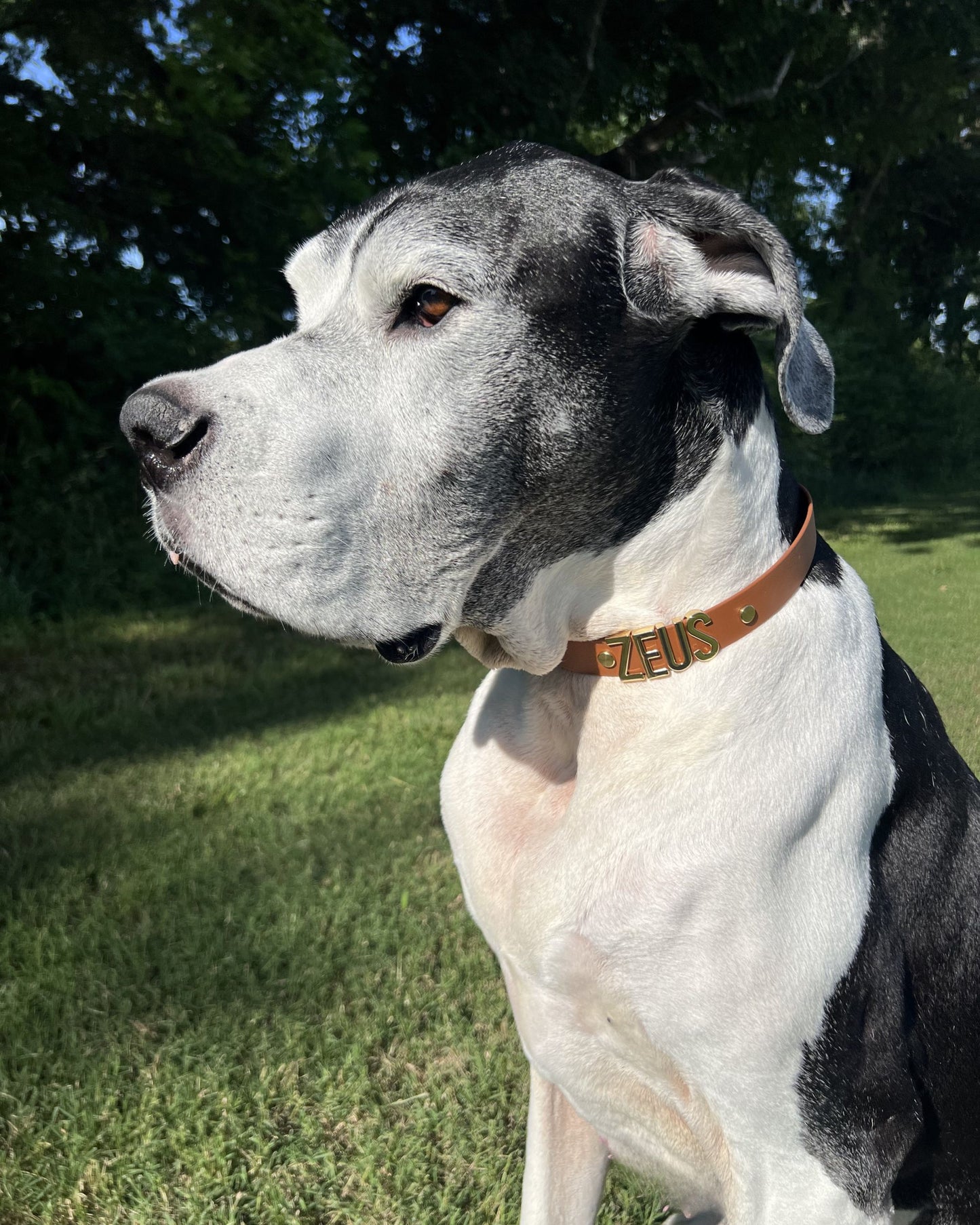 Brown Biothane Dog Collar