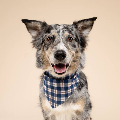 Apres Dog Bandana