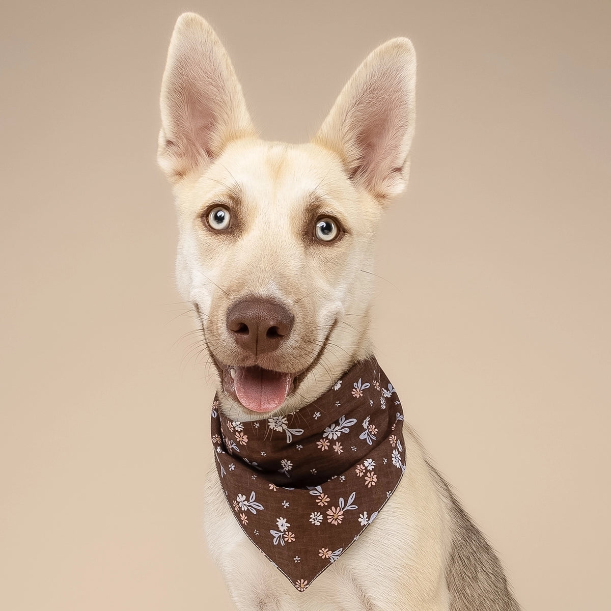 Hazel Dog Bandana