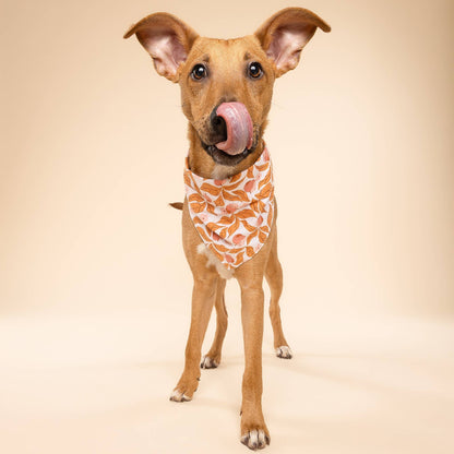Apple Crisp Dog Bandana