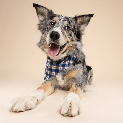 Apres Dog Bandana