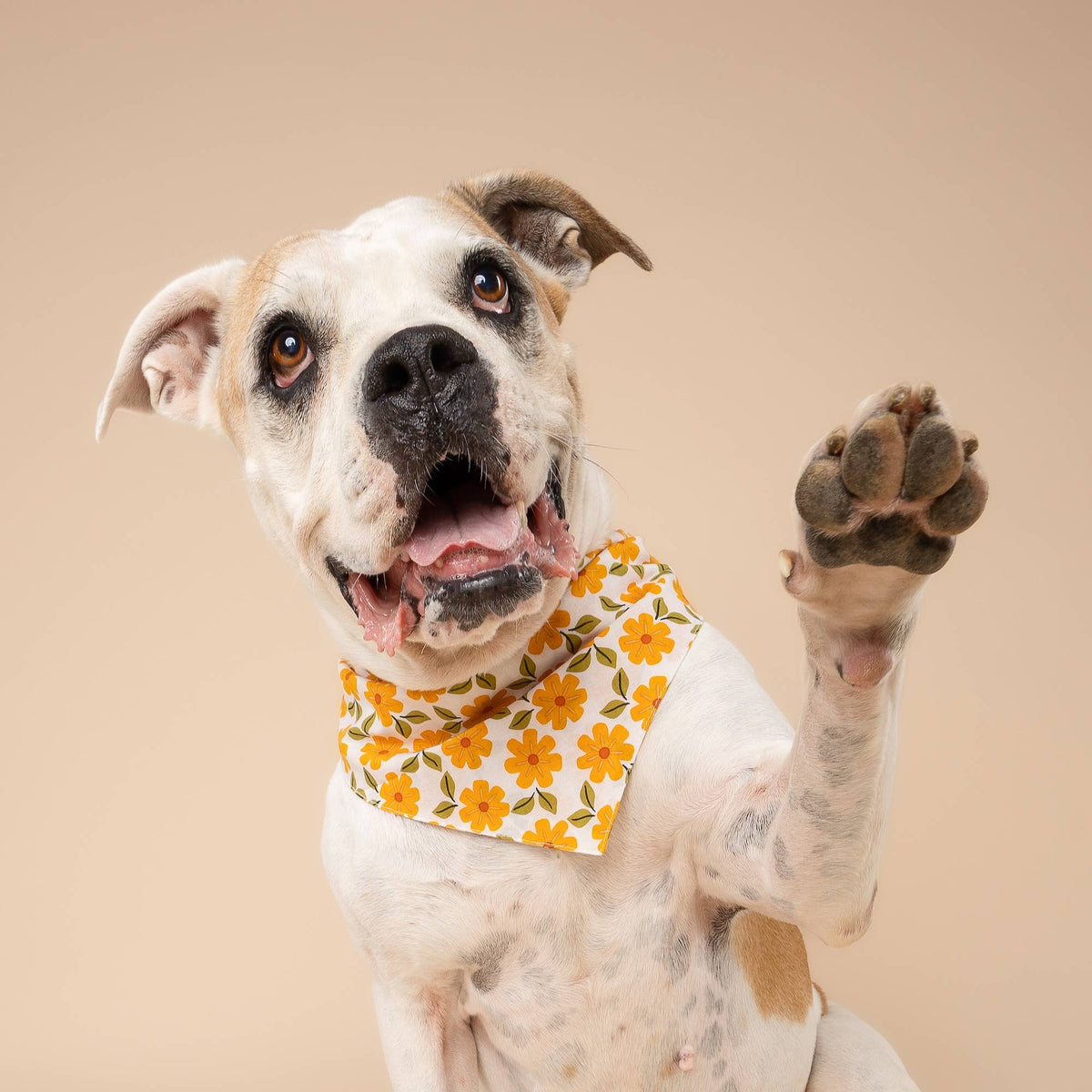 Marigold Dog Bandana