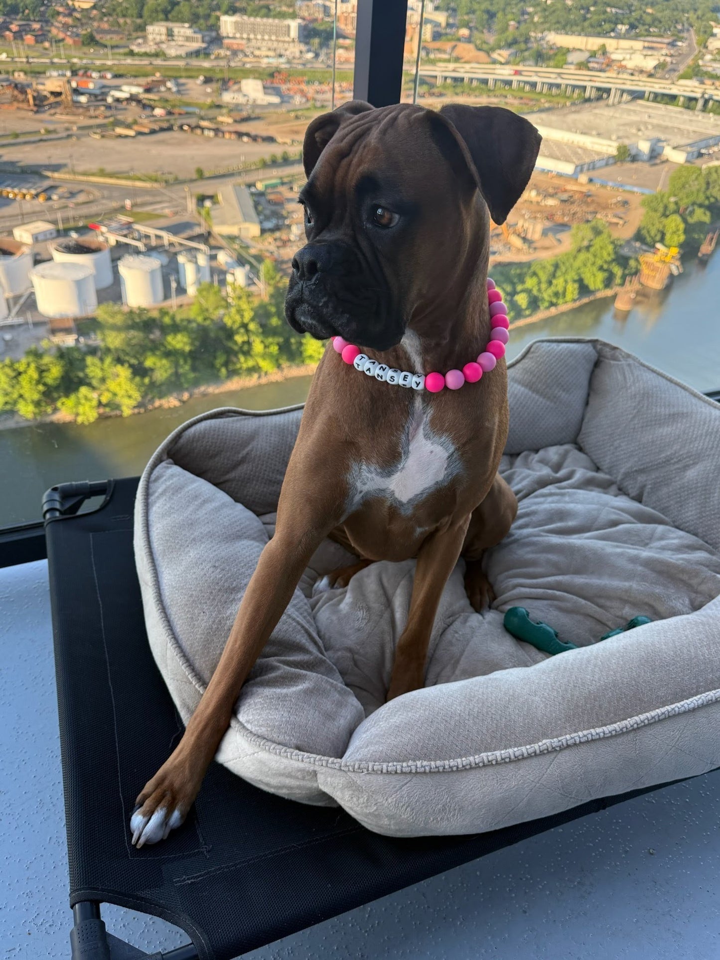 Bruiser XL Beaded Dog Collar Necklace