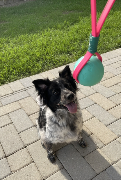 Biothane Ball Tug Toy - Standard