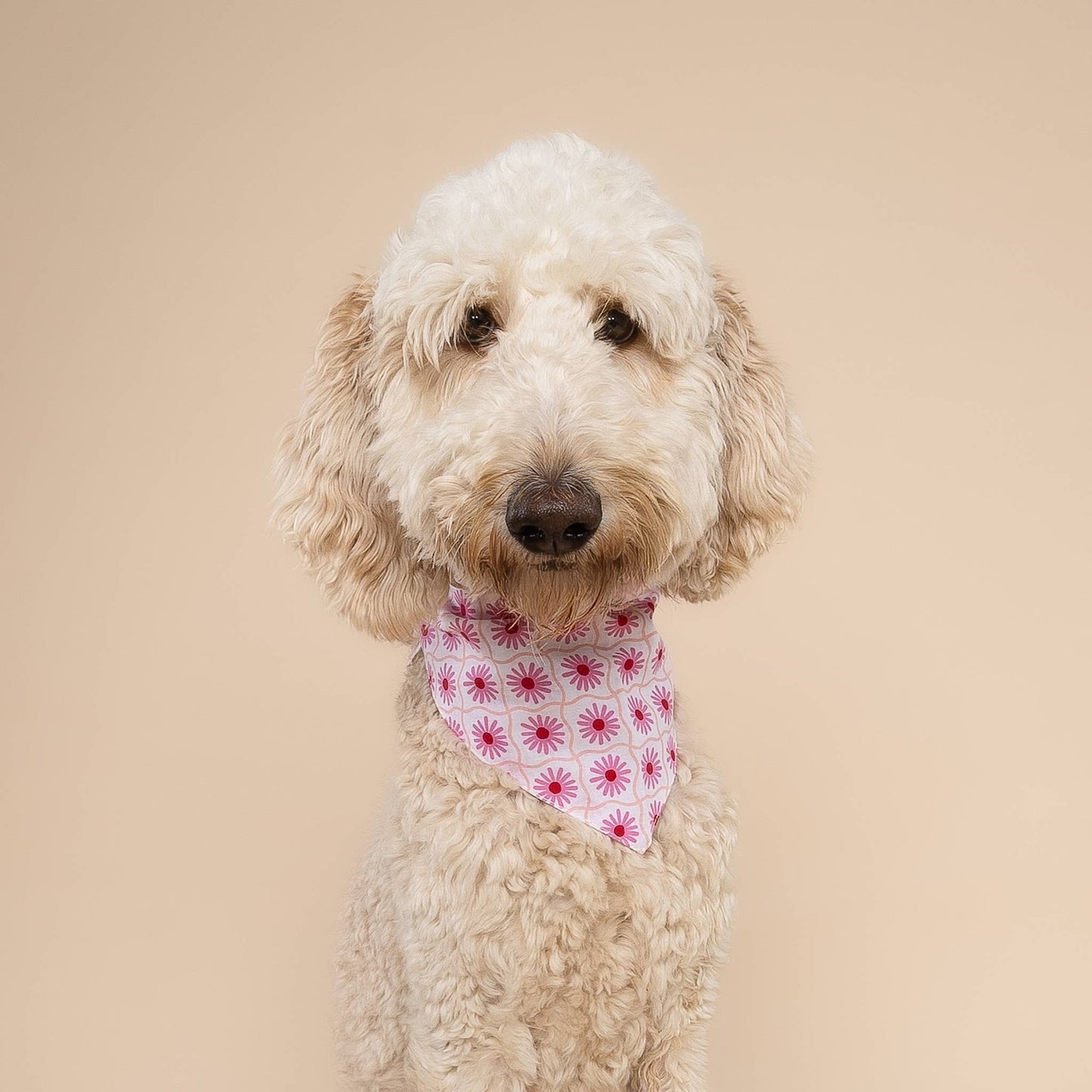 Poppy Dog Bandana