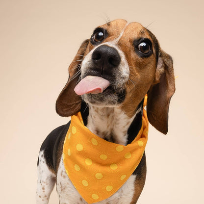 Sun Kissed Dog Bandana