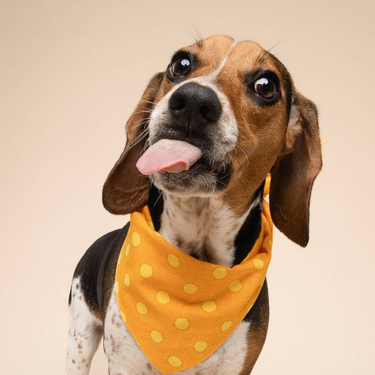 Sun Kissed Dog Bandana