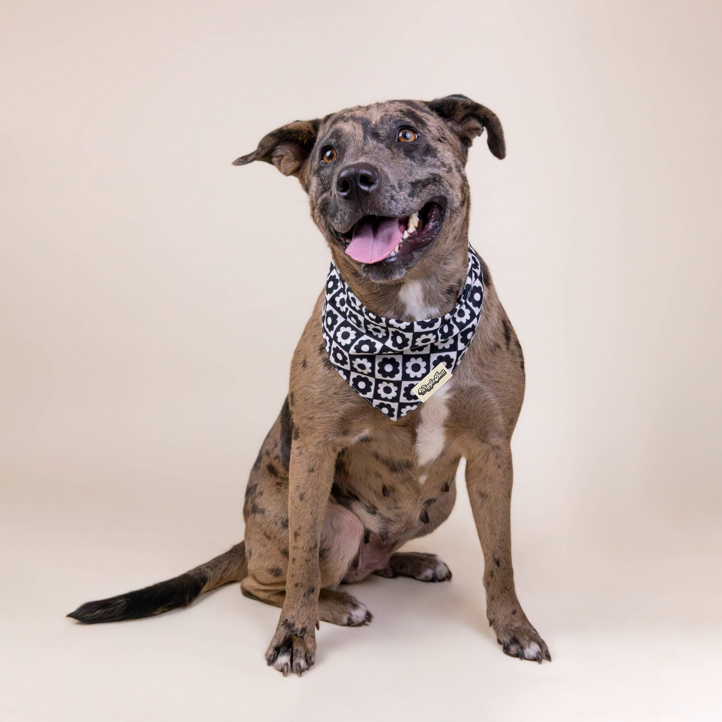 Midnight Meadow Dog Bandana