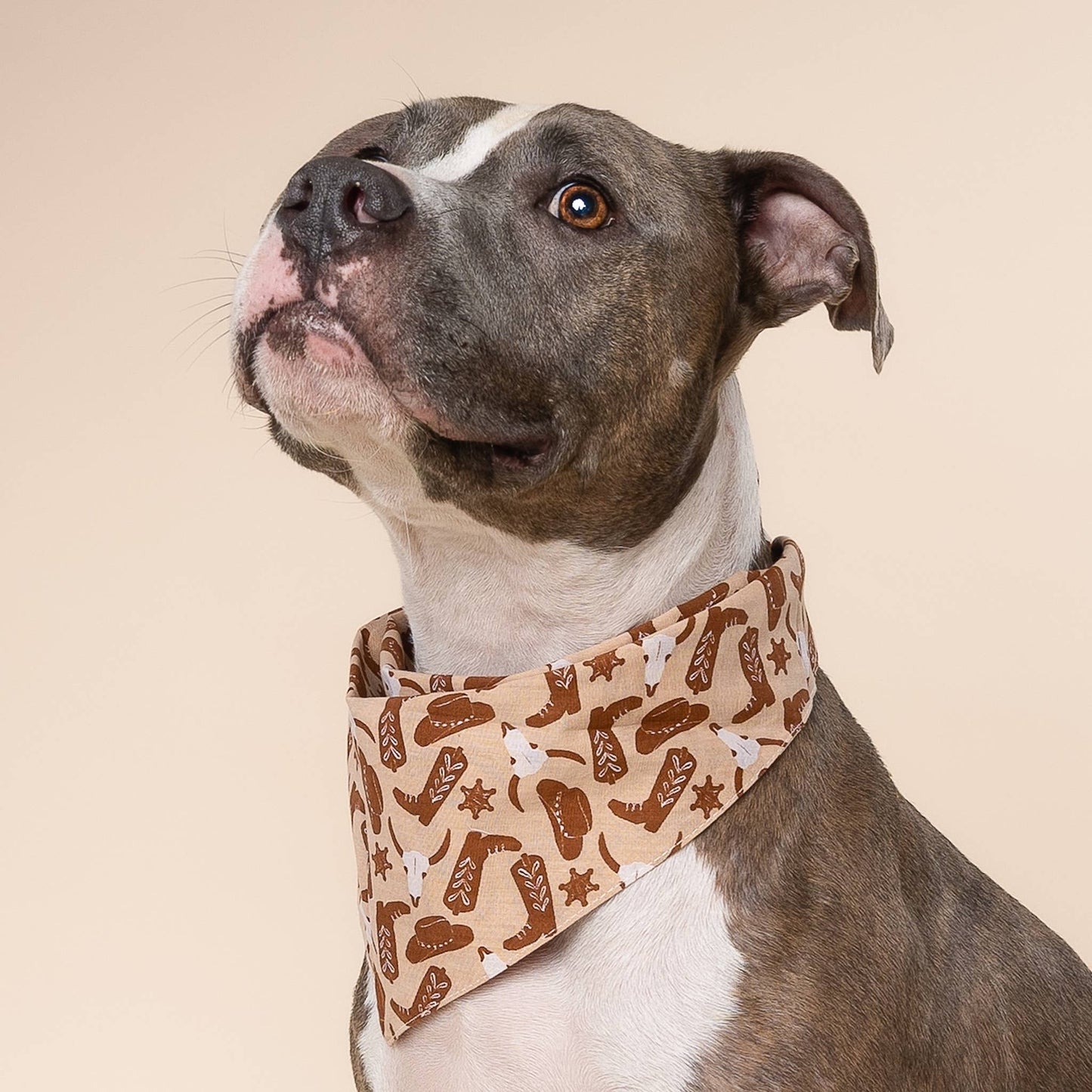 Bronco Dog Bandana