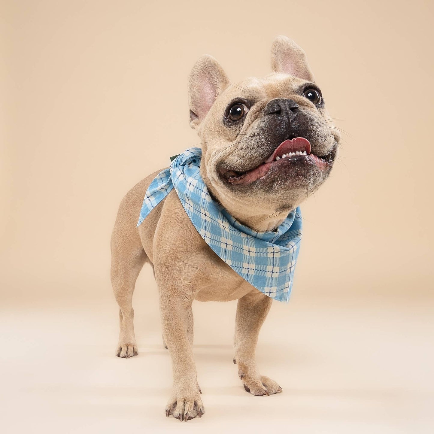 Bobbie Blue Dog Bandana