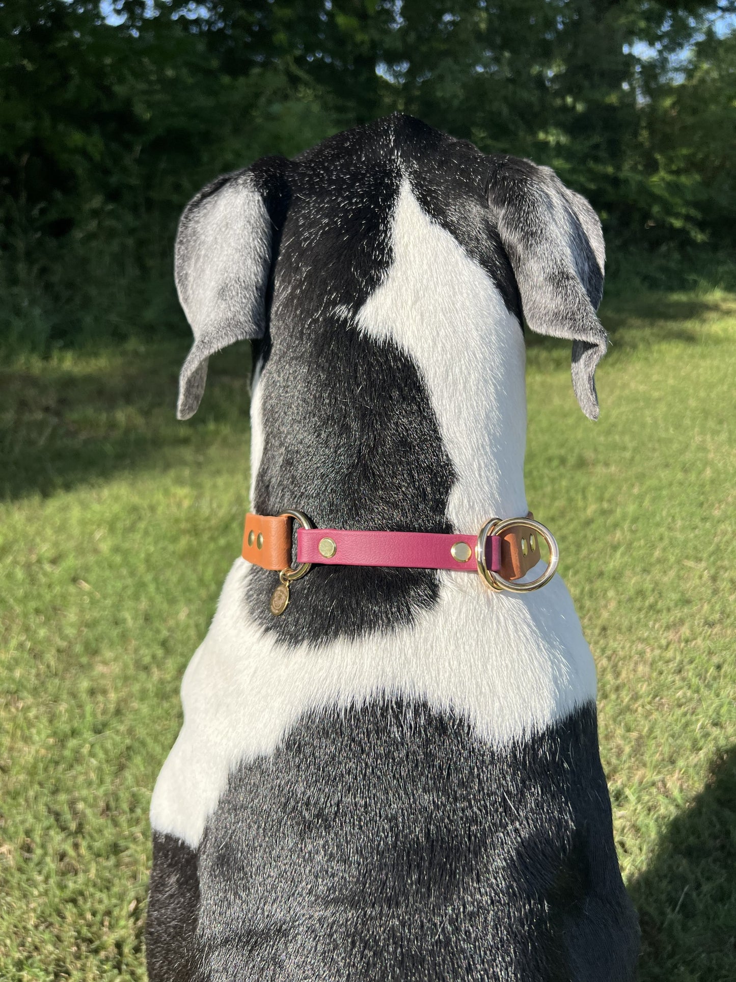 Biothane Slip Collar