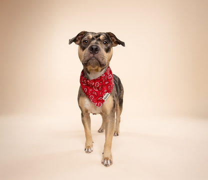 Dallas Dog Bandana