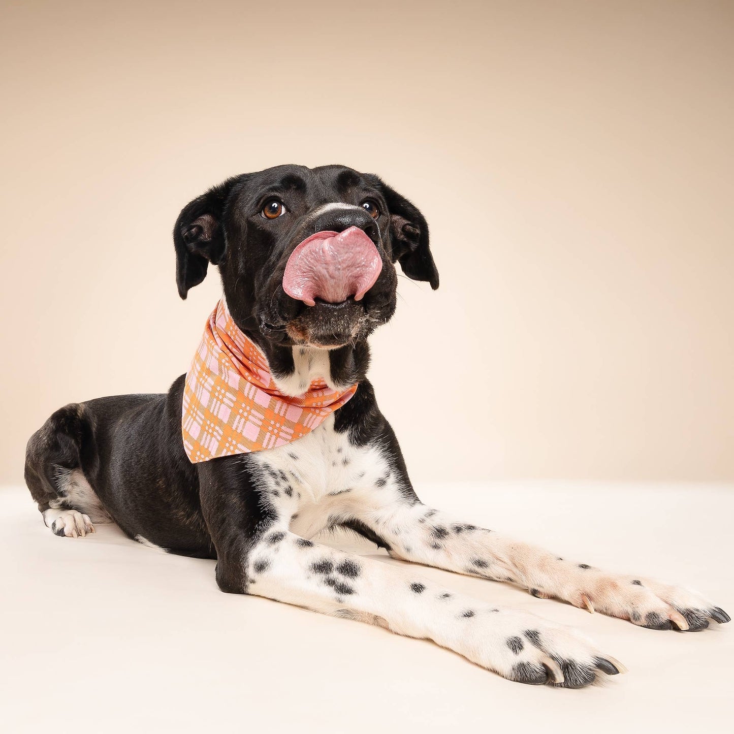 Rosé Sunset Dog Bandana
