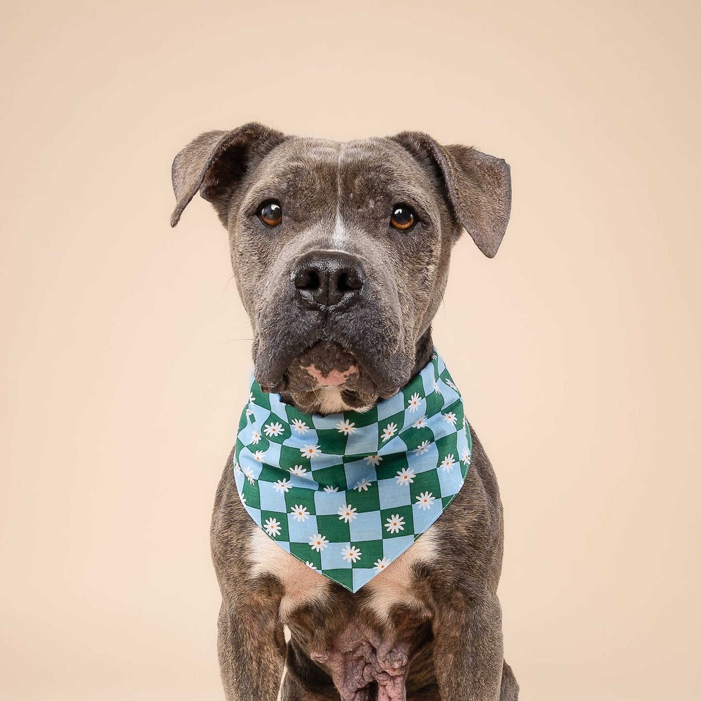 Daisy Pop Dog Bandana