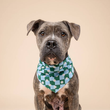 Daisy Pop Dog Bandana