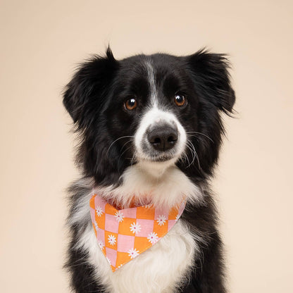 Hula Daisy Dog Bandana
