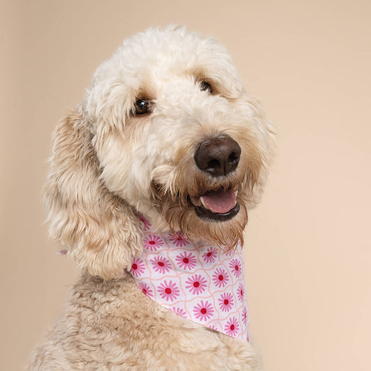 Poppy Dog Bandana
