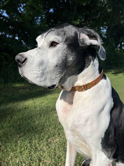 Biothane Slip Collar