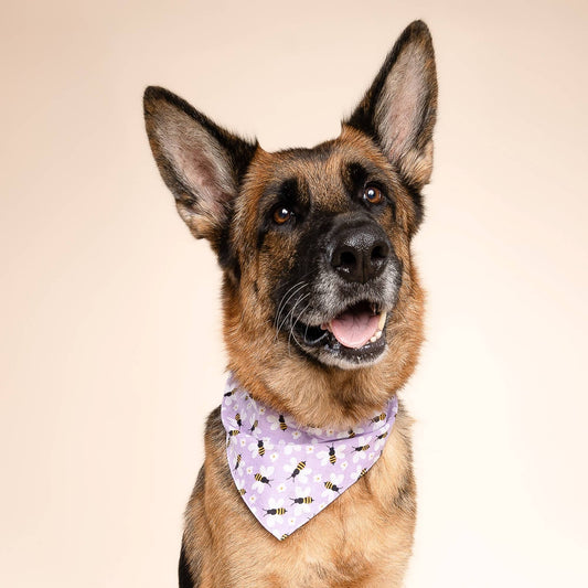 Honey Bees Dog Bandana