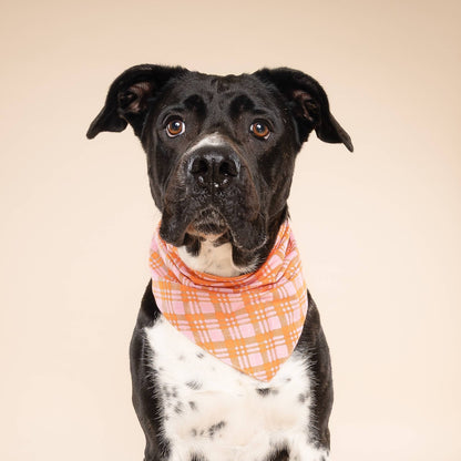 Rosé Sunset Dog Bandana