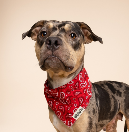 Dallas Dog Bandana