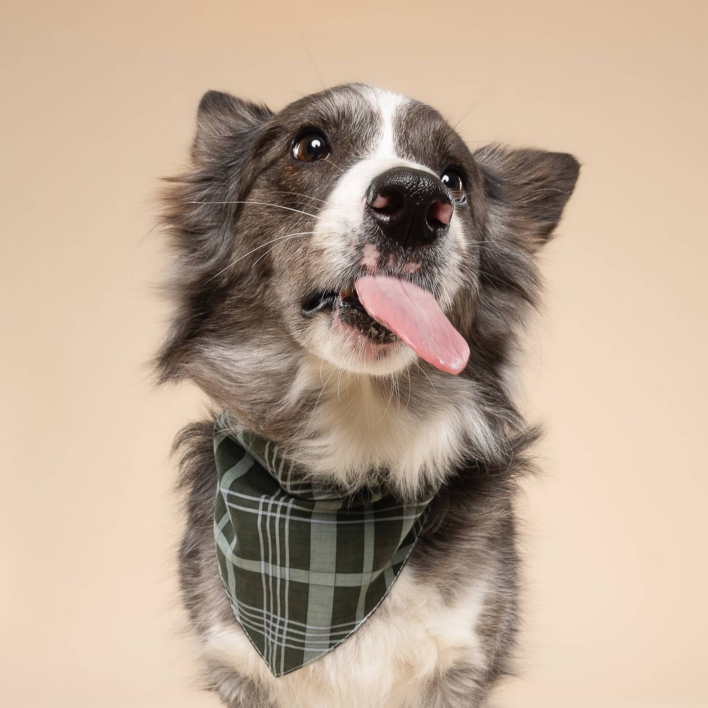 Evergreen Dog Bandana