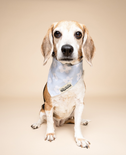 Noah Dog Bandana