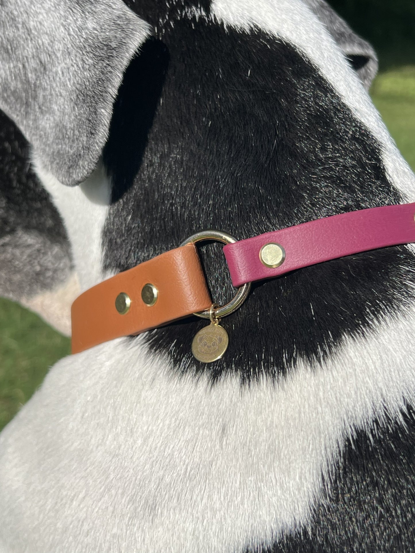 Biothane Slip Collar