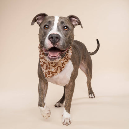 Bronco Dog Bandana