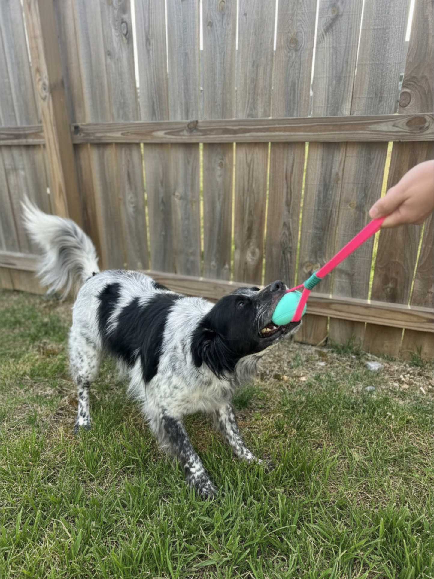 Biothane Ball Tug Toy - Standard
