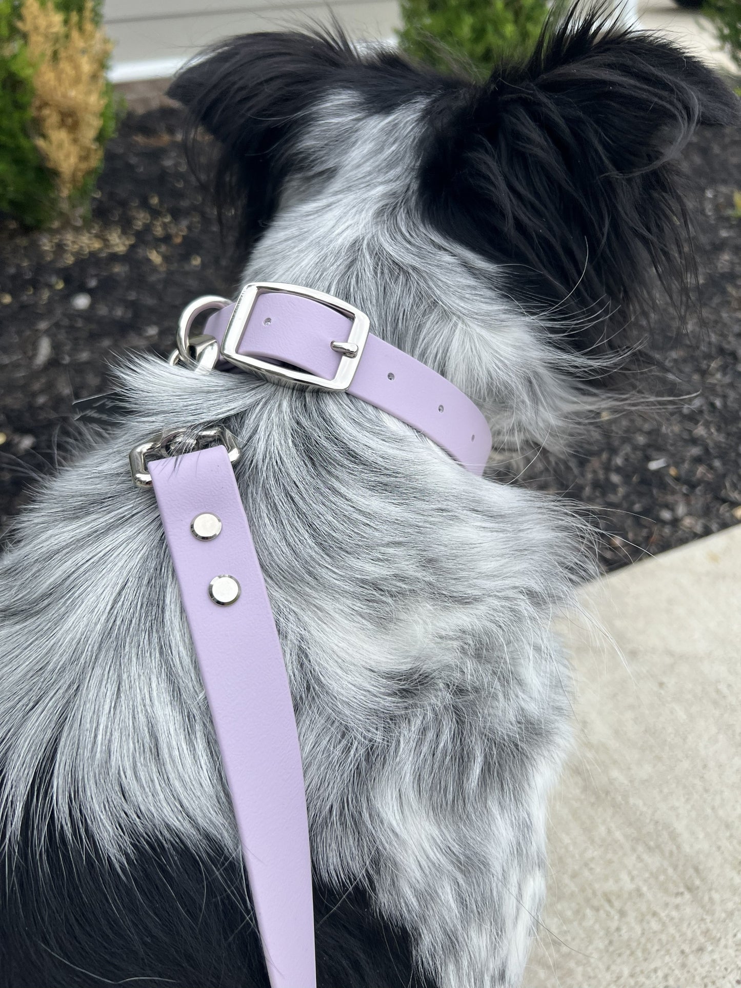 Lavender Biothane Dog Collar