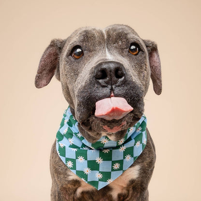 Daisy Pop Dog Bandana
