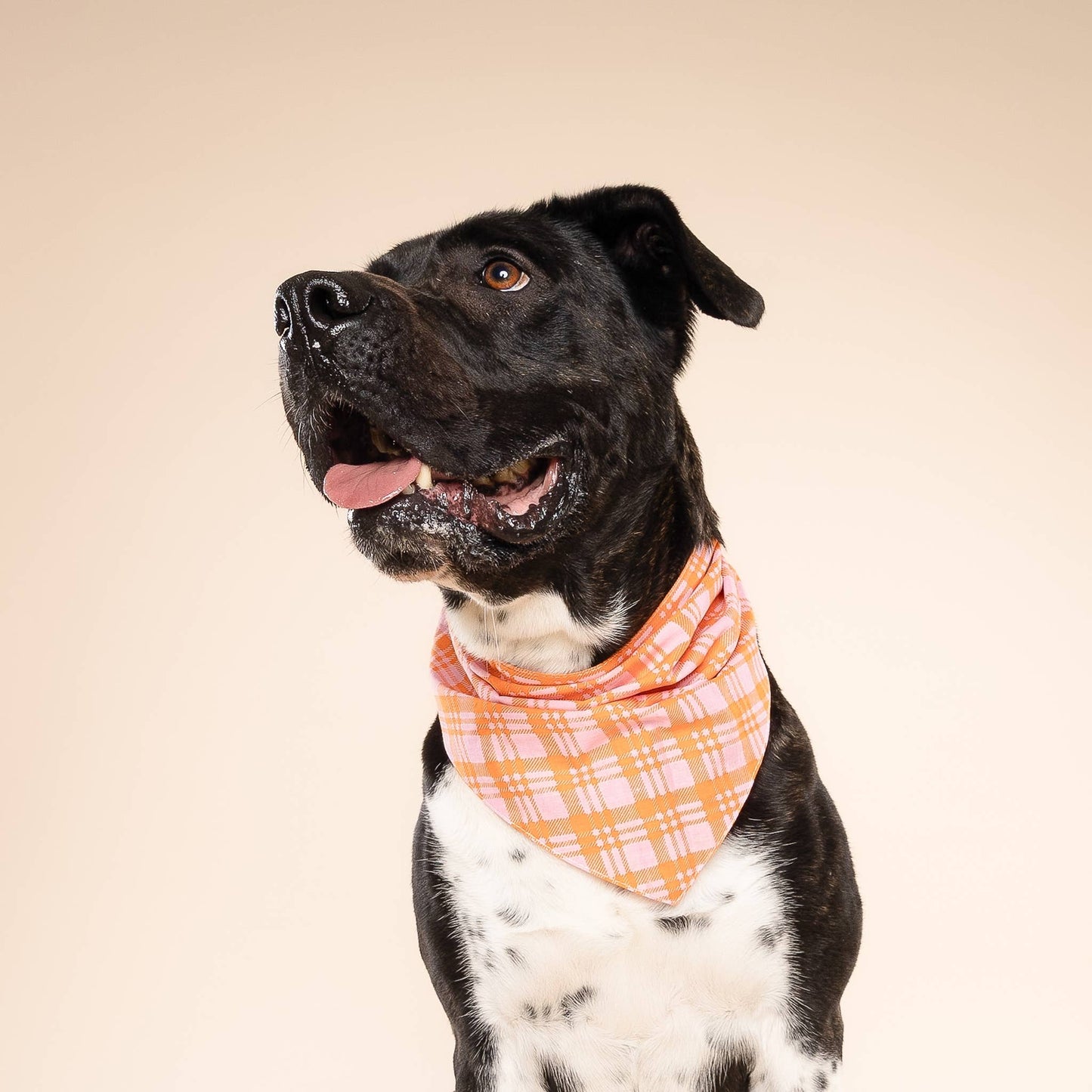 Rosé Sunset Dog Bandana
