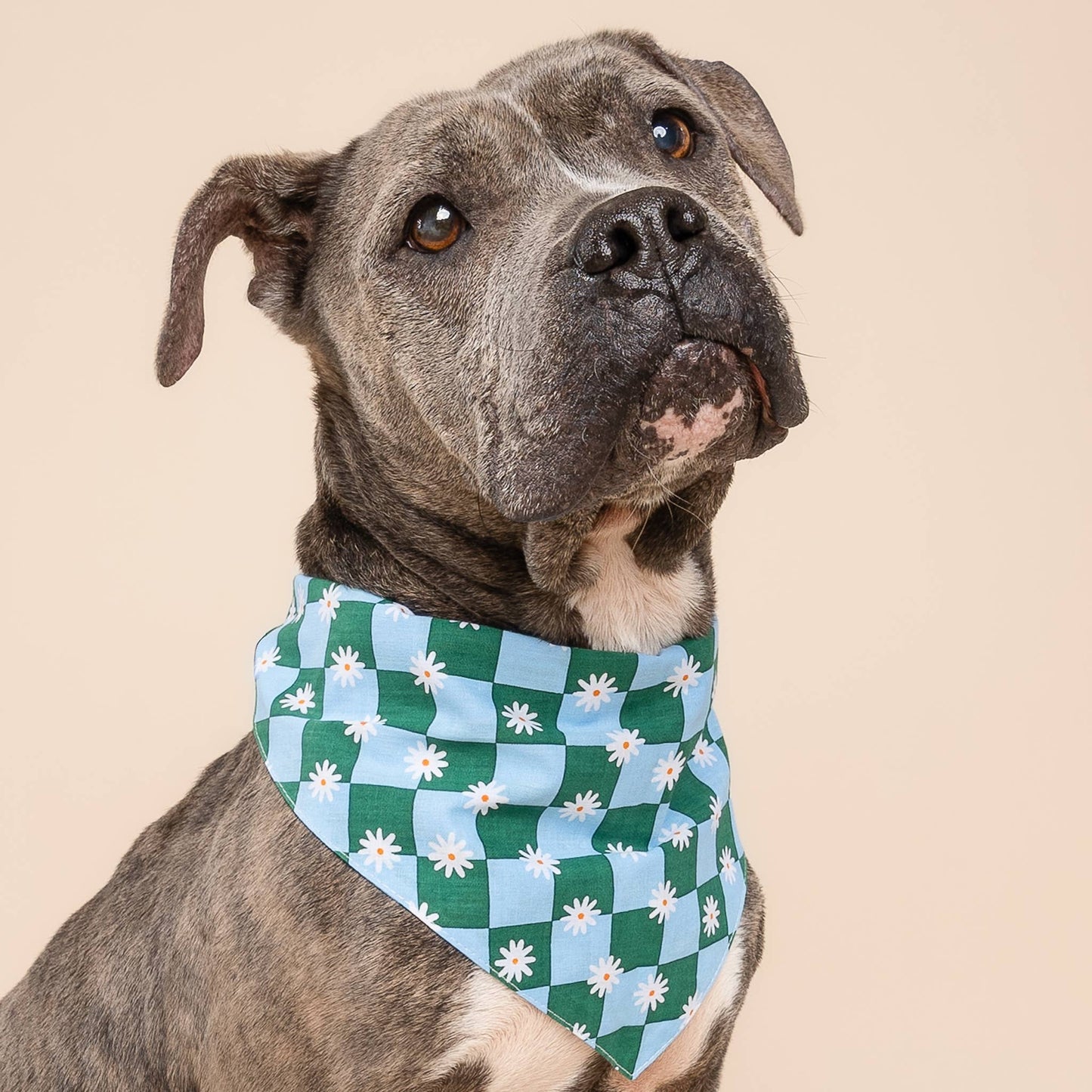 Daisy Pop Dog Bandana