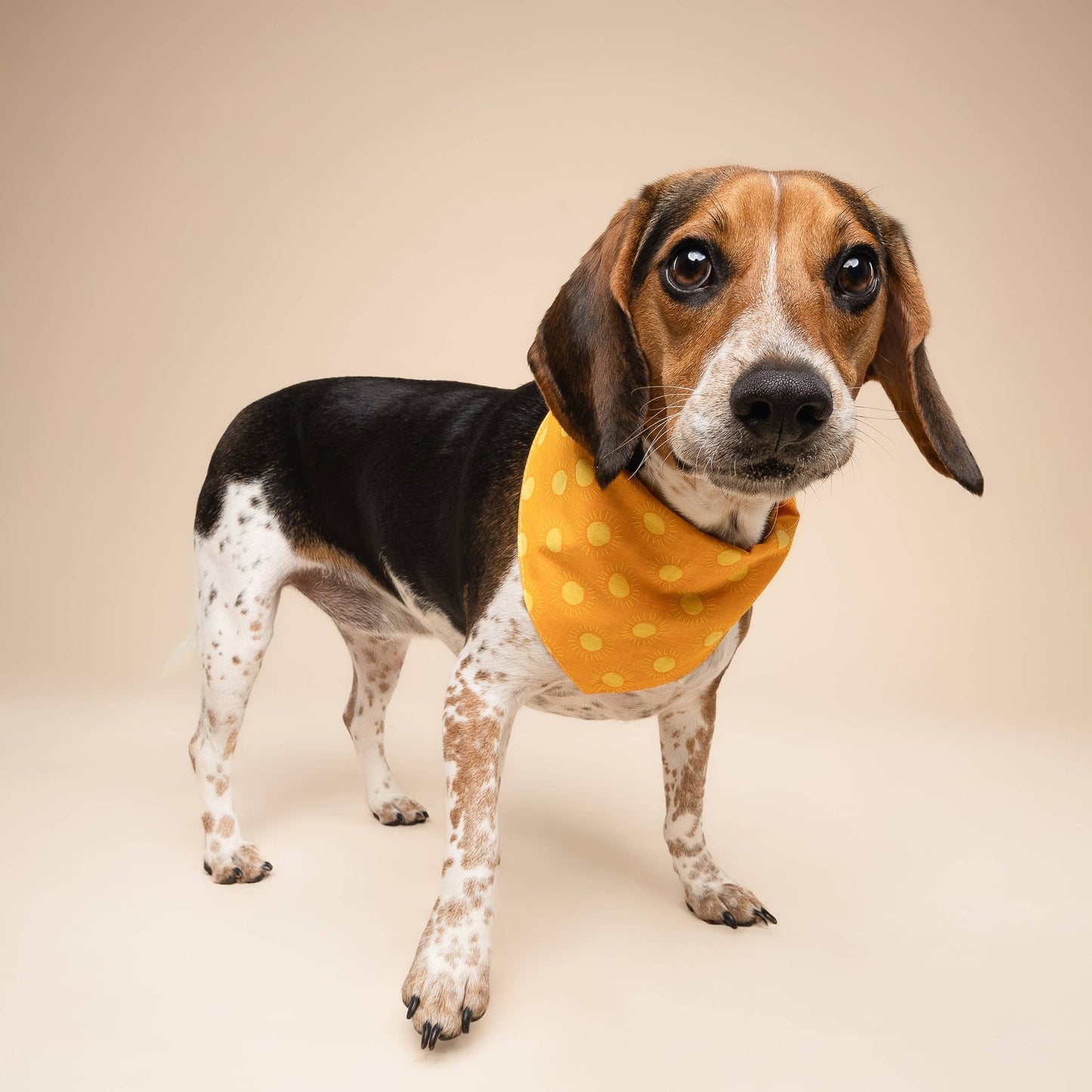 Sun Kissed Dog Bandana